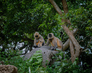 Gray langurs, also called Hanuman langurs or Hanuman monkeys, are Old World monkeys native to the...