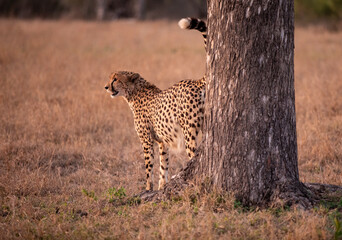 Cheetah in the Savannah, South Africa