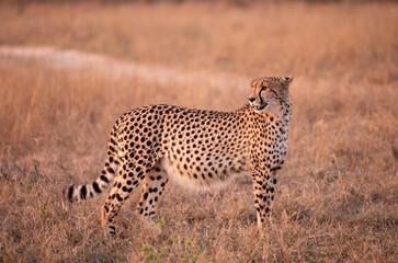 Cheetah in the Savannah, South Africa