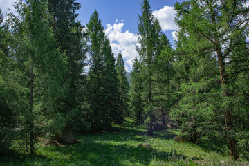 Fototapeta na wymiar Summer panoramic mountain landscape with coniferous forest on a sunny day.