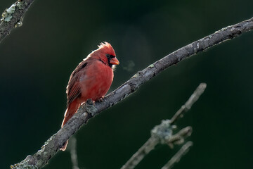 Male Red Cardinal on a Branch