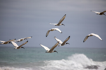 flying Ibis over the see, South Africa