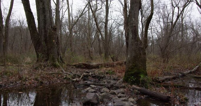 A slow camera pan of a desolate landscape, dead trees, late fall, 4k