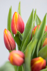 Naklejka premium Flowers, tulips, bouquet of tulips