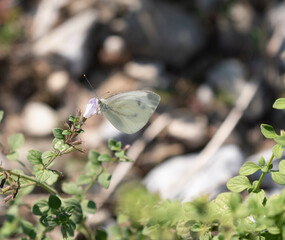 Cabbage butterfly sucking nectar from rape blossoms