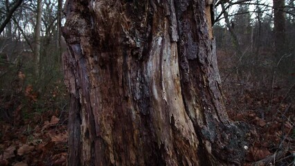 A slow, close-up vertical camera pan of a dead tree in late fall, winter. 4k - Powered by Adobe