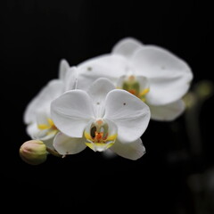 White Phalaenopsis Philippinensis orchdis, endemic to Luzon island, in the Fitzroy Gardens. Melbourne-Australia-1001