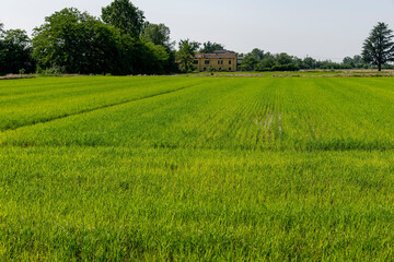 Panoramic view over a field with growing Arborio short-grain rice (often used to make risotto) in the vicinity of the city of Arborio, Piedmont, Italy