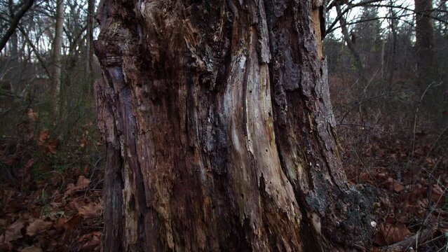 A slow, close-up vertical camera pan of a dead tree in late fall, winter. 4k