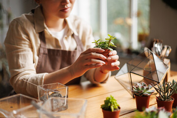 Partial view of craftswoman holding succulent near gardening supplies and terrarium in floral shop