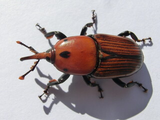 Charançon rouge des palmiers