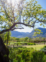 tree in the mountains, Franschhoek, South Africa