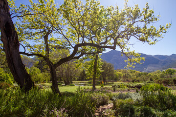 trees in the forest, south africa