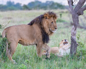 Lion courtship behavior in the Masai Mara