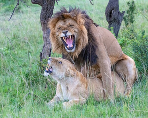 Lions mating in the Masai Mara