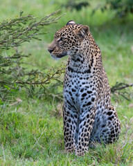 A Leopard in the Masai Mara, Kenya