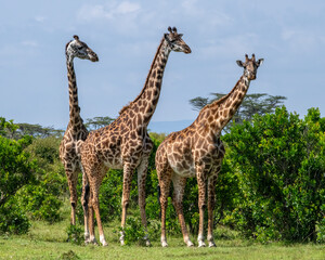 A group of three Masai Giraffes, Masai Mara, Kenya