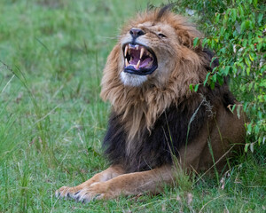 Male Lion yawning in the Masai Mara