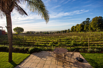 vineyard in South Africa, Stellenbosch - 659633797