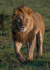 Male Lion in the Masai Mara, Kenya