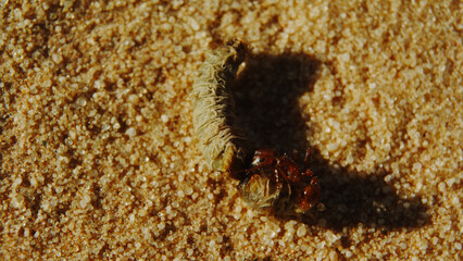 Desert fire ant tussles with and devours a pinacate beetle larvae on the hot desert sands.