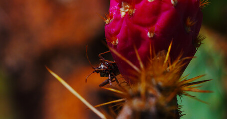 Cactus bug with an expressive demeanor, explores a flowering prickly pear cactus and miniature biosphere.