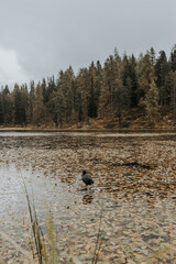 A wonderful atmosphere at Lake Misurina, which is located in the heart of the Dolomites