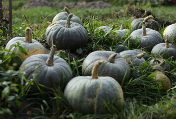 pumpkins on a field