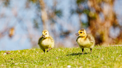 Baby goose chick eating