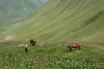 Horses grazing in the green hills of Juta Georgia