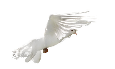 pure white dove with lush tail in flight