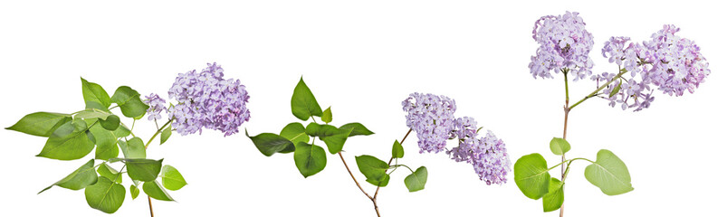 violet lilac blossoming three branches with lush green leaves
