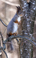 winter fluffy squirrel stand on tree branch