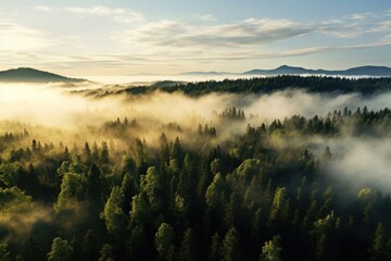 Aerial view of a foggy forest with a golden sunrise in the background.