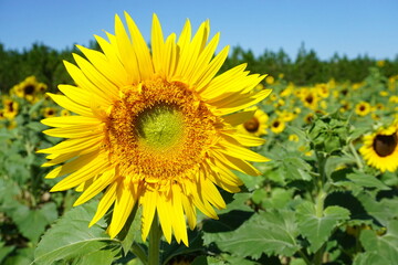 Fototapeta premium Beautiful and fresh sunflowers growing in a field on a farm.