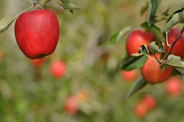 apples on the tree