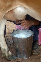 milking by hand - 659641977