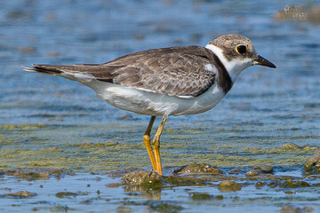 Little ringed plover (Charadrius dubius) in marshel emporda catalonia girona spain