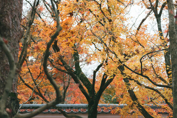 Beautifully colored autumn leaves, maple leaves in Japan.