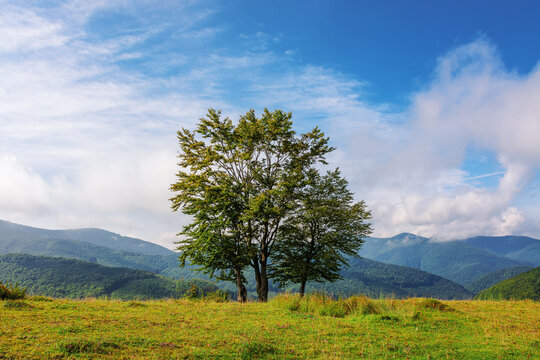 trees on the grassy meadow in morning light. mountainous countryside landscape on a sunny autumn day. clouds on the blue sky above the distant ridge