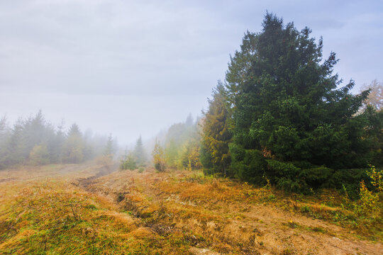 coniferous forest on the grassy hill in mist. nature landscape in autumn. foggy weather with overcast sky