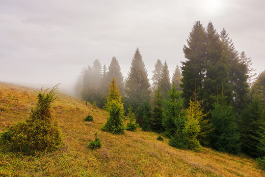 coniferous forest on the grassy hill in mist. nature landscape in autumn. foggy weather with overcast sky