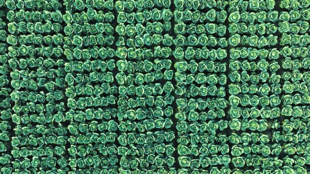 Aerial view of a green cabbage field. The cabbages look like green roses from above. Cabbage patch, vegetables.
