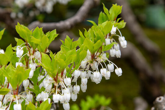 Close up of white flowers Lyonia ovalifolia and bright green leaves with selected focus, a species of plant in the family Ericaceae, native to Asian countries
