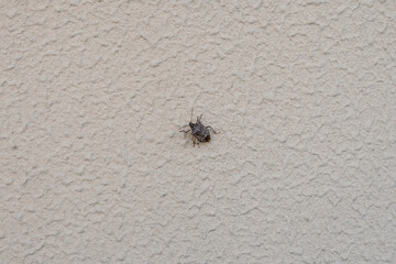 Macro image in natural light of an isolated specimen of brown marmorated stink bug, photographed on a wall of a house. Scientific name Halyomorpha halys.