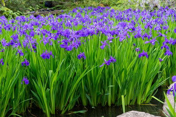 Pond in Japanese garden filled with purple Iris ensata, Japanese iris or Japanese water iris (hanashōbu), a perennial plant with elongated leaves surrounded by Japanese Wisteria and other trees