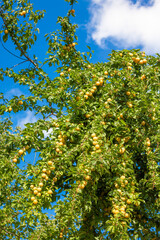 Fototapeta na wymiar Ripe fruit of wild yellow Mirabelle cherry plum (Prunus cerasifera) on a tree in Summer