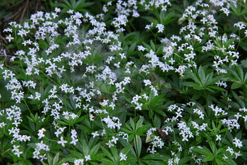 Białe kwiaty przytulii wonnej (marzanki wonnej) kwitnące w lesie © Monika