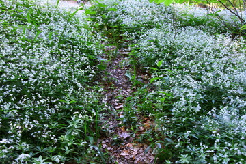 Białe kwiaty przytulii wonnej (marzanki wonnej) kwitnące w lesie © Monika