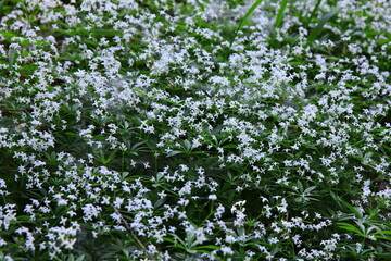 Białe kwiaty przytulii wonnej (marzanki wonnej) kwitnące w lesie © Monika